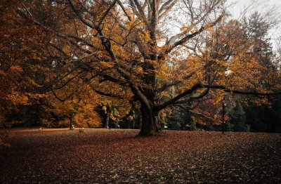 Fagus sylvatica buk lesní (foto verril petr smejkal)